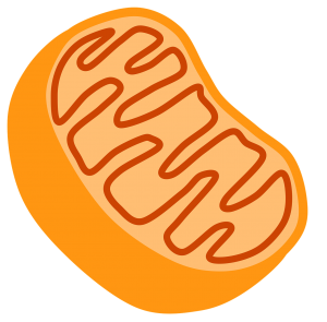 cartoon mitochondrion