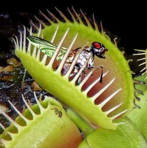 Venus Fly trap leaves catching a fly