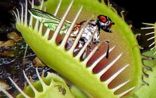 Venus Fly trap leaves catching a fly