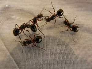Queen ants