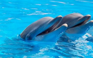 Two dolphins smiling