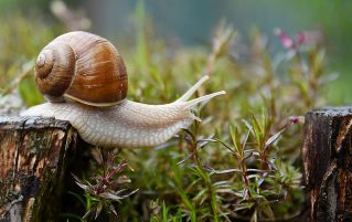 Snail in a garden
