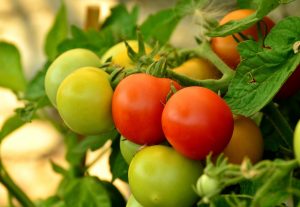 Red and green tomatoes