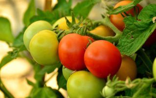 Red and green tomatoes